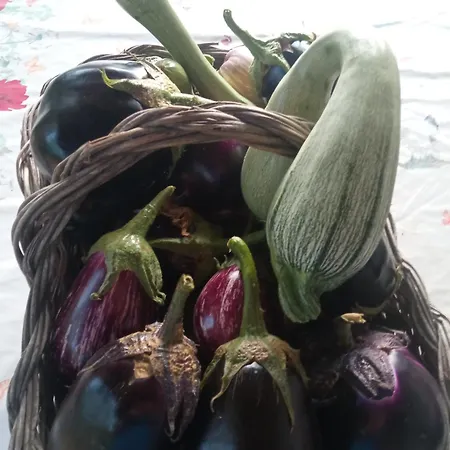 Agri Bertorella *