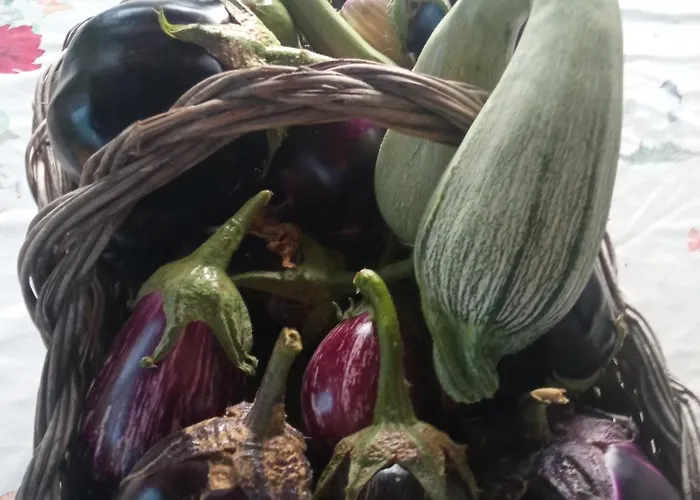 Agri Bertorella *